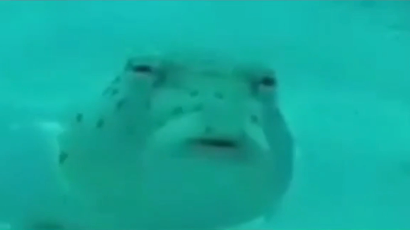 wtfish.png