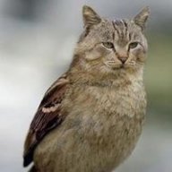 Hatsakon