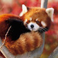 Red Panda