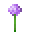 :allium: