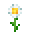 :oxeye-daisy: