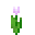 :pink-tulips: